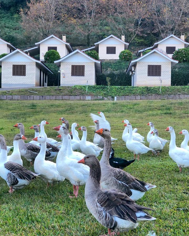 Pousada Parque Das Pitangueiras Flores da Cunha Εξωτερικό φωτογραφία