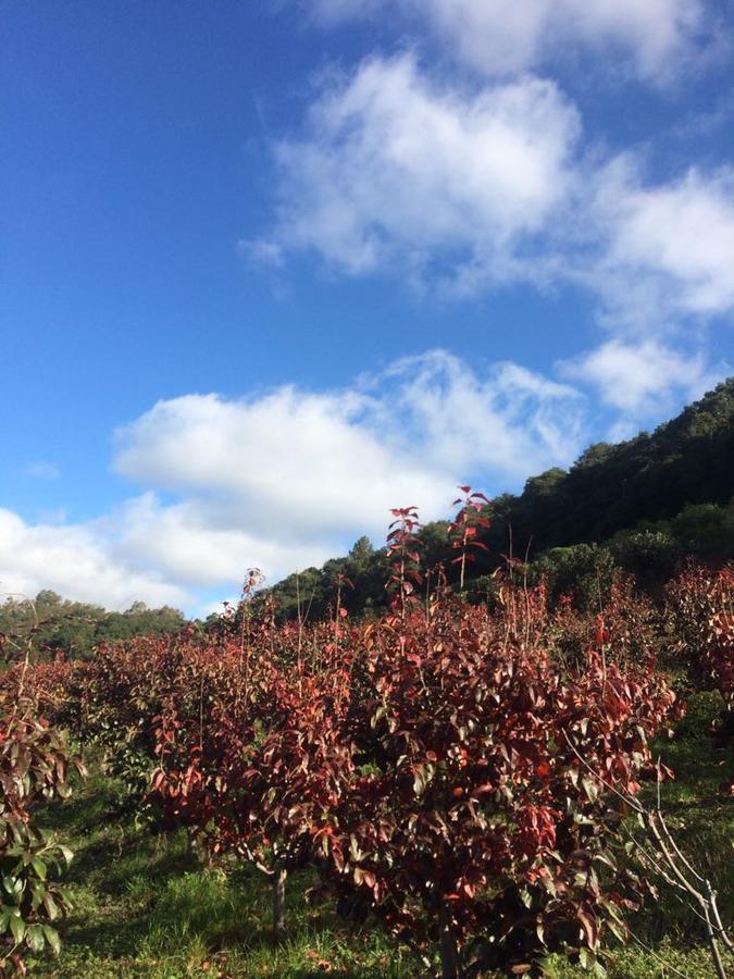 Pousada Parque Das Pitangueiras Flores da Cunha Εξωτερικό φωτογραφία